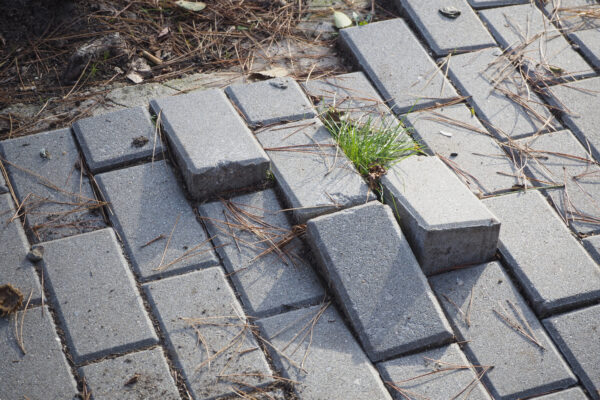 Interlocking gray concrete pavers with grass and pine needles growing between gaps on a weathered path.